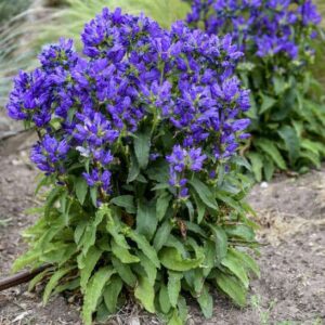 Campanula glomerata Freya plant with a tidy clump of green foliage topped with a lovely dark blue-violet flowers.