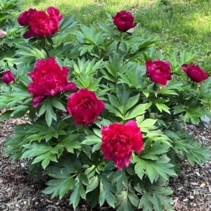 Candy Apple Itoh Peony bush with large candy apple red blooms.