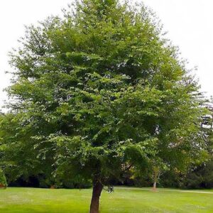 Cercidiphylllum japonicum with a wide pyramidal habit, and green summertime foliage.