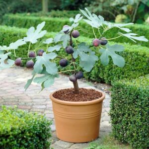 Chicago Hardy Fig Tree habit with large, deeply-lobed leaves and deep purple figs. in decorative clay pot.