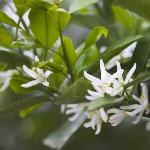 China Satsuma S-2 Mandarin Orange Plant white blooms.