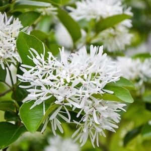 Chinese Fringe Tree flowers with long white petals, giving the appearance of fringe.