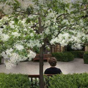 Lacy white flowers blanketing a Chinese Fringetree.