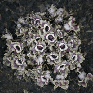 Chinese Ginger Plant low laying, unusual dark purple and chocolate, cup-shaped flowers.