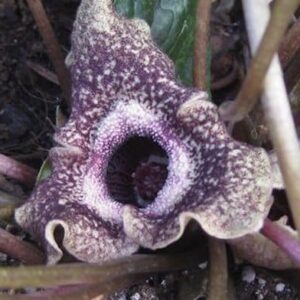 Unique, triangular and cup-shaped Chinese Wild Ginger flower in dark purple and chocolate.