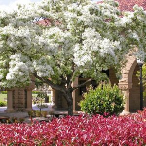 Chionanthus retusus tree covered in white blossoms, behind a bed of red perennials.