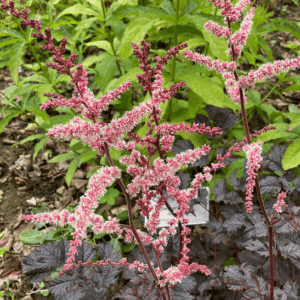Chocolate Shogun Astilbe panicles of deep blush pink flowers.