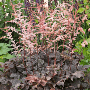 Chocolate Shogun False Spirea plant of dark intensely coloured foliage, and tall stems of pink raspberry flowers.
