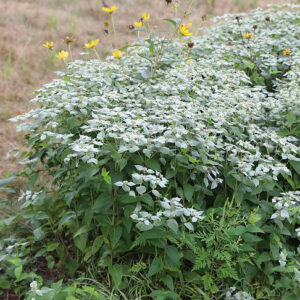 Clustered Mountain Mint plant with pretty, grey green and silvery foliage.