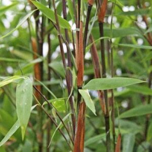 A close-up of Cold Hardy Bamboo reddish-brown sheaths on slender, green culms and lively, green foliage.