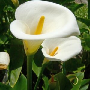 Colombe de la Paix Calla Lily large, elegant, white, hood-shaped blooms with yellow spadix, on fleshy stems.