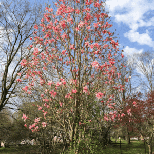 Columnar Magnolia covered in pink flowers.