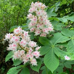 Common Horse Chestnut Tree large flower spikes of pink and white blooms.