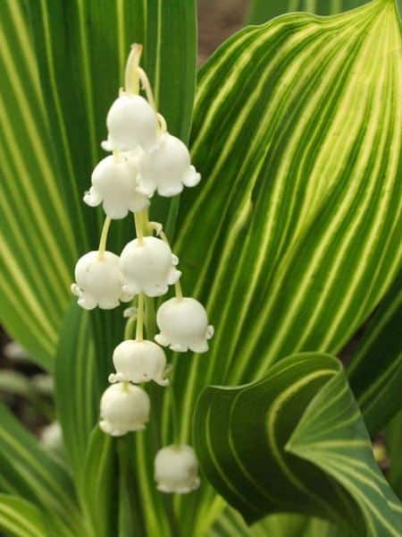 Variegated Lily of the Valley | Convallaria majalis 'Albostriata'