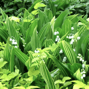 A swath of Convallaria majalis Variegata with striped leaves and small, bell-shaped flowers.
