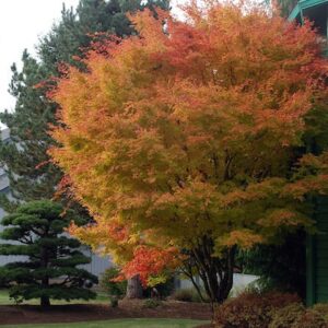 Coral Bark Maple Tree in front of a house in late summer colours of green, orange and yellow.