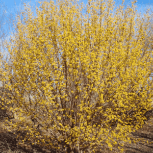 Cornelian Cherry Dogwood tree in shrub form, covered in yellow blooms.