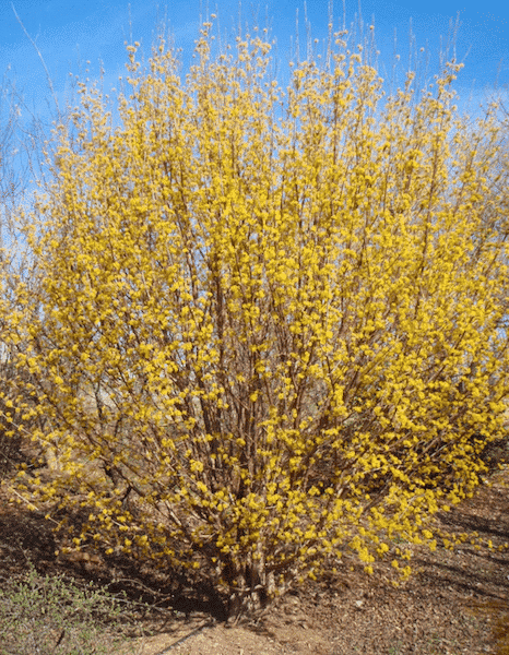 Cornelian Cherry Dogwood Tree | Cornel | Cornus mas