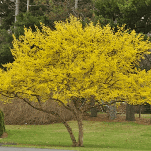 Cornelian Cherry Tree shaped to a pleasing lateral habit, covered in yellow blossoms.