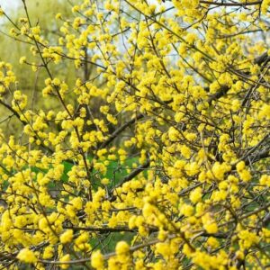 Cornus mas branches covered in small, yellow blooms.