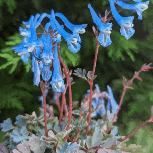 Corydalis Blue Heron blue blooms on lively, short, red stems above a clump of glaucus foliage.