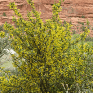Crandall Clove Currant shrub covered in pretty, yellow blooms.