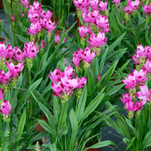A swath of Curcuma alismatifolia pink, cupped tropical-looking inflorescence, emerging from clusters of tall, tulip-like foliage.