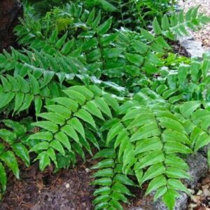 Cyrtomium fortunei green fronds.