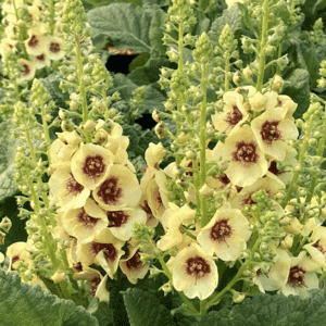 Dark Eyes Mullein plants with stalks of yellow flowers accented with deep red-maroon centres.