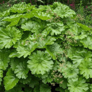 A clump of Darmera peltata lovely, large, round foliage.