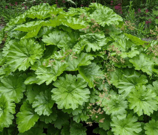 La Rhubarbe Indienne, Ou Plante Ombrelle (Darmera Peltata, Peltiphyllum - Foto 7