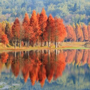Rows of Dawn Redwood trees lakeside.