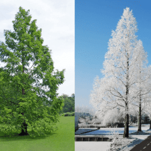 Dawn Redwood Trees summer and winter side-by-side comparison.