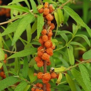 Orange Debregeasia edulis fruits on short stems along a branch interspersed with long, green leaves.