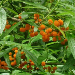 Debregeasia orientalis orange berries on a bush with long, thing green leaves.