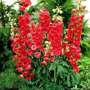 Delphinium Red Lark plant with stems of coral blooms above a tidy clump of deeply cut foliage.