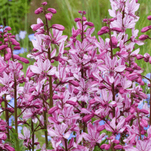 Dictamnus albus Rosea spiked clusters of attractive, pink blooms have prominent dark veins on the petals.