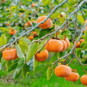 Branches of Diospyros kaki Early Jiro persimmons.