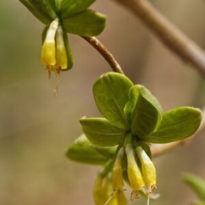Dirca palustris narrow, tubular, petals, yellow flowers, nestled in leathery leaves.