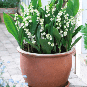 Double Lily of the Valley bulb plant in a large terracotta pot.