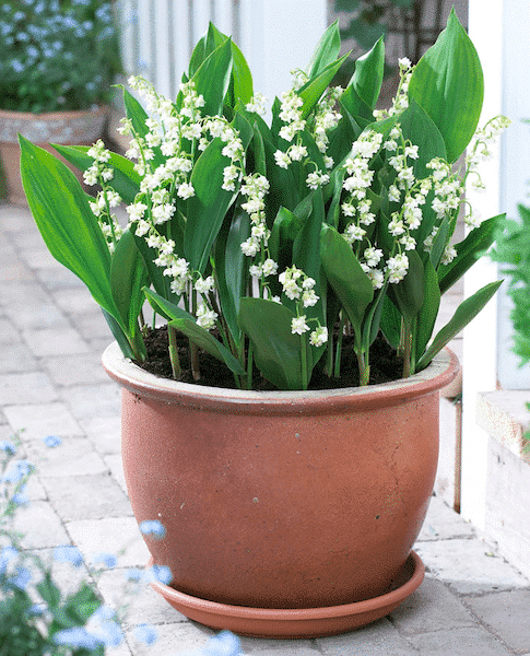 ace hearts anthurium Anthurium Papillilaminum X Ace of Spades (Aos)