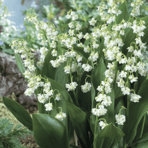 Double Lily of the Valley plant with double flowers and wide, flat, dark green leaves.