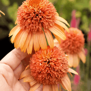 Double Orange Echinacea flowers with cantaloupe-orange cones surrounded by drooping orange ray florets.
