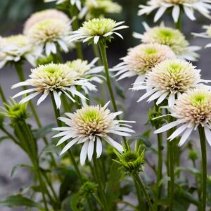 Double Pink Coneflower blooms of light pink and green on sturdy, upright stems.