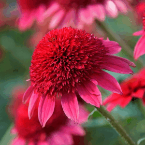 Stunning, Double Red Coneflower ruby-red flowers with giant pompom centers.
