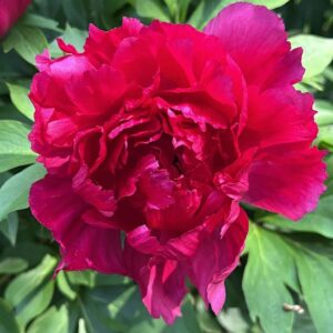 Double Red Peony cup-shaped bloom fully open.