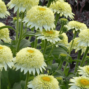 Double White Coneflower flowers with honey yellow centres, ringed with light green on tall stems.