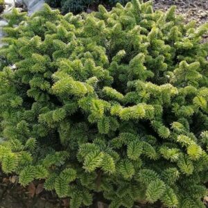 Dwarf Canada Balsam tree shrub's stiff green needles on lateral branches.