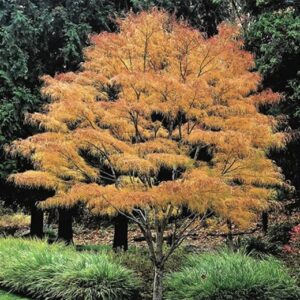 Dwarf Japanese Maple tree in fall with gorgeous orange and yellow leaves.