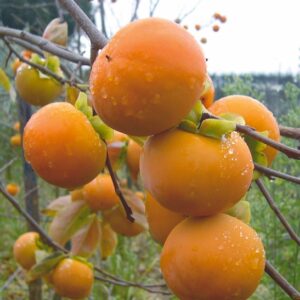Gorgeous Early Fuyu Kaki Persimmon peachy orange-coloured fruits on the tree.